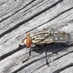 Sarcophagidae sp. (family) at Fraser, ACT - 16 Sep 2021