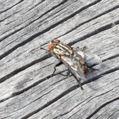 Sarcophagidae sp. (family) at Fraser, ACT - 16 Sep 2021