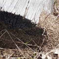 Papyrius nitidus (Shining Coconut Ant) at Fraser, ACT - 16 Sep 2021 by tpreston