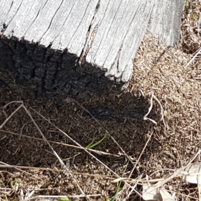 Papyrius nitidus (Shining Coconut Ant) at Dunlop Grasslands - 16 Sep 2021 by tpreston