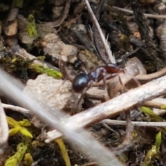 Papyrius nitidus at Fraser, ACT - 16 Sep 2021