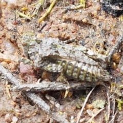 Tetrigidae (family) (Pygmy grasshopper) at Dunlop Grasslands - 16 Sep 2021 by tpreston