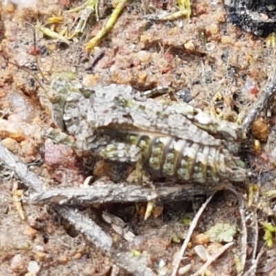 Tetrigidae (family) (Pygmy grasshopper) at Fraser, ACT - 16 Sep 2021 by trevorpreston
