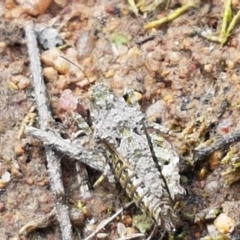 Tetrigidae (family) at Fraser, ACT - 16 Sep 2021 12:04 PM