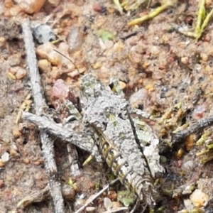 Tetrigidae (family) at Fraser, ACT - 16 Sep 2021 12:04 PM