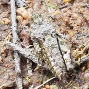 Tetrigidae (family) at Fraser, ACT - 16 Sep 2021 12:04 PM