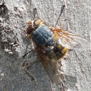 Calliphora stygia at Fraser, ACT - 16 Sep 2021 12:14 PM