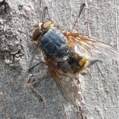 Calliphora stygia at Fraser, ACT - 16 Sep 2021