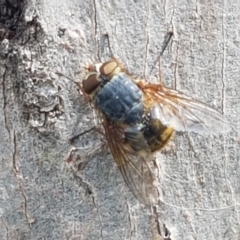 Calliphora stygia at Fraser, ACT - 16 Sep 2021 12:14 PM