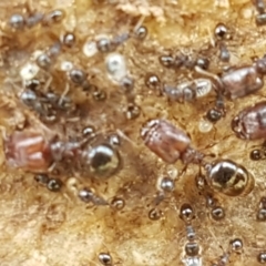 Pheidole sp. (genus) (Seed-harvesting ant) at Dunlop Grasslands - 16 Sep 2021 by tpreston