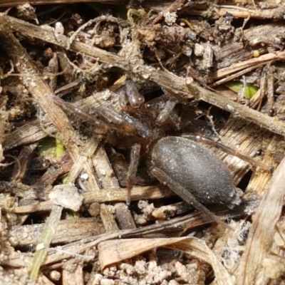 Gnaphosidae (family) (Ground spider) at Dunlop Grasslands - 16 Sep 2021 by tpreston