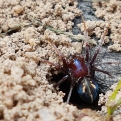 Habronestes bradleyi (Bradley's Ant-Eating Spider) at Fraser, ACT - 16 Sep 2021 by trevorpreston