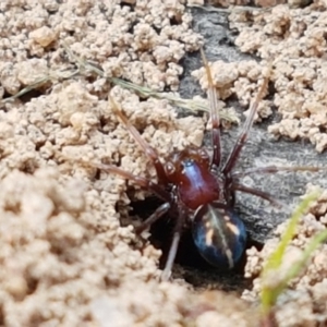 Habronestes bradleyi at Fraser, ACT - 16 Sep 2021