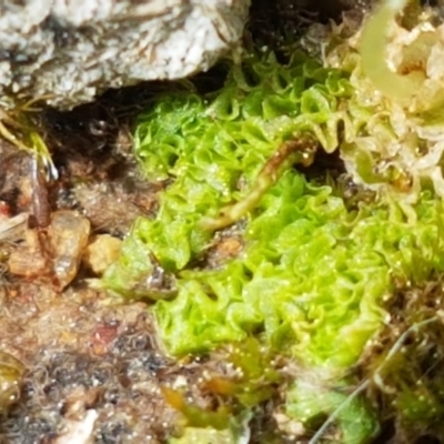 Fossombronia sp. (genus) (A leafy liverwort) at Fraser, ACT - 16 Sep 2021 by tpreston