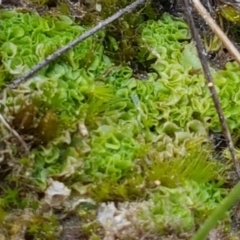 Fossombronia sp. (genus) at Fraser, ACT - 16 Sep 2021