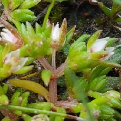 Crassula helmsii (Swamp Stonecrop) at Dunlop Grasslands - 16 Sep 2021 by tpreston