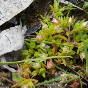 Crassula helmsii at Fraser, ACT - 16 Sep 2021