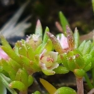 Crassula helmsii at Fraser, ACT - 16 Sep 2021