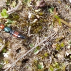 Paederus sp. (genus) (Whiplash rove beetle) at Dunlop Grasslands - 16 Sep 2021 by trevorpreston