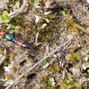 Paederus sp. (genus) at Fraser, ACT - 16 Sep 2021