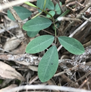 Indigofera australis subsp. australis at Downer, ACT - 12 Sep 2021 01:30 PM