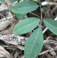 Indigofera australis subsp. australis at Downer, ACT - 12 Sep 2021 01:30 PM