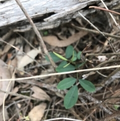 Indigofera australis subsp. australis at Downer, ACT - 12 Sep 2021 01:30 PM