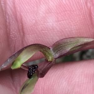 Chiloglottis trapeziformis at Downer, ACT - suppressed