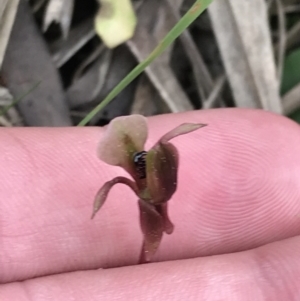 Chiloglottis trapeziformis at Downer, ACT - suppressed