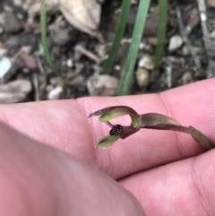 Chiloglottis trapeziformis at suppressed - 12 Sep 2021