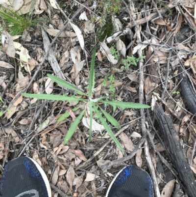 Senecio phelleus (Rock Fireweed) at Acton, ACT - 12 Sep 2021 by Tapirlord