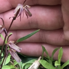 Cyrtostylis reniformis (Common Gnat Orchid) at Downer, ACT - 12 Sep 2021 by Tapirlord