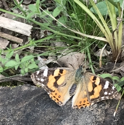 Vanessa kershawi (Australian Painted Lady) at Downer, ACT - 12 Sep 2021 by Tapirlord