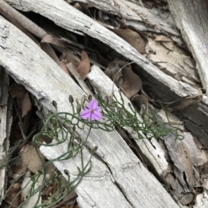 Thysanotus patersonii at Downer, ACT - 12 Sep 2021 12:35 PM