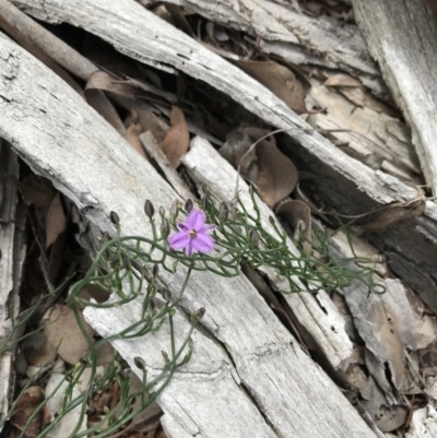 Thysanotus patersonii (Twining Fringe Lily) at Downer, ACT - 12 Sep 2021 by Tapirlord