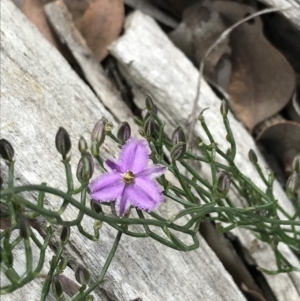 Thysanotus patersonii at Downer, ACT - 12 Sep 2021 12:35 PM