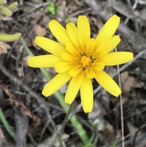 Microseris walteri at Downer, ACT - 12 Sep 2021 12:31 PM