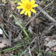 Microseris walteri at Downer, ACT - 12 Sep 2021