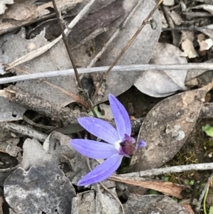 Cyanicula caerulea at Downer, ACT - suppressed