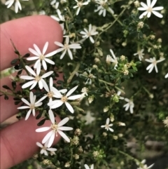 Olearia microphylla (Olearia) at Downer, ACT - 12 Sep 2021 by Tapirlord