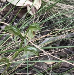 Bunochilus umbrinus (Broad-sepaled Leafy Greenhood) at Downer, ACT - 12 Sep 2021 by Tapirlord