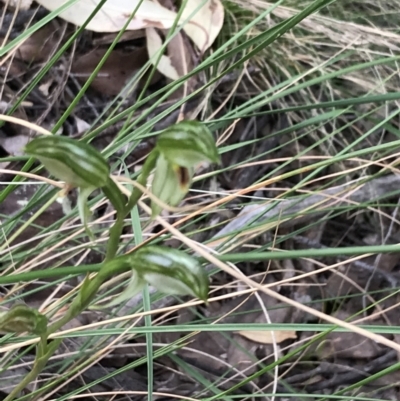 Bunochilus umbrinus (Broad-sepaled Leafy Greenhood) at Downer, ACT - 12 Sep 2021 by Tapirlord