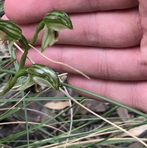 Bunochilus umbrinus at suppressed - 12 Sep 2021