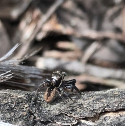 Jotus sp. (genus) (Unidentified Jotus Jumping Spider) at Downer, ACT - 12 Sep 2021 by Tapirlord