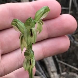 Bunochilus umbrinus (ACT) = Pterostylis umbrina (NSW) at suppressed - suppressed