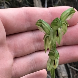 Bunochilus umbrinus (ACT) = Pterostylis umbrina (NSW) at suppressed - suppressed