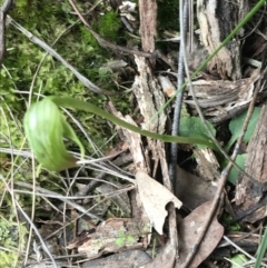 Pterostylis nutans (Nodding Greenhood) at Acton, ACT - 12 Sep 2021 by Tapirlord