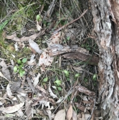 Pterostylis nutans at Undefined Area - suppressed