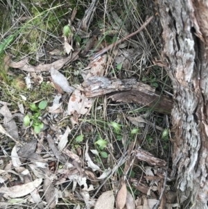 Pterostylis nutans at Point 5822 - suppressed