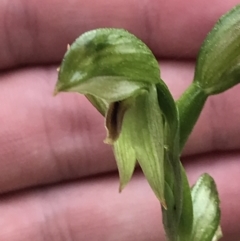 Bunochilus umbrinus (ACT) = Pterostylis umbrina (NSW) (Broad-sepaled Leafy Greenhood) by Tapirlord